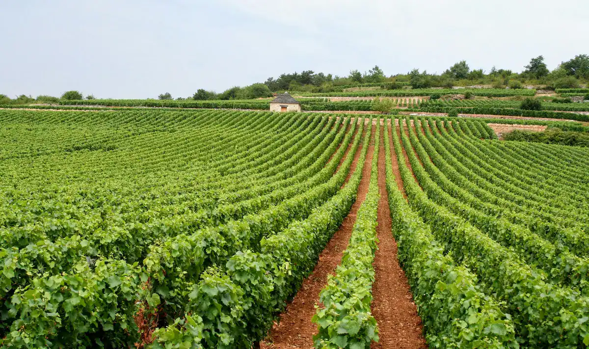 Provence wine tour vineyard excursion chauffeur